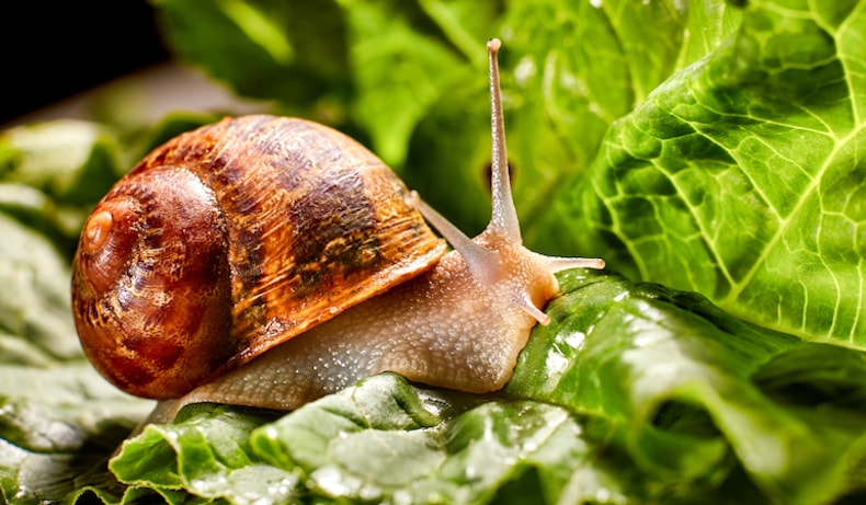 snail-feeding